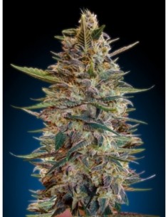 1 UND FEM - AUTO BLUEDIESEL - ADVANCED SEEDS 1 UND FEM