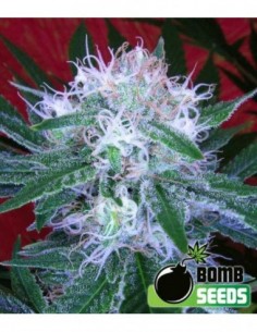 10 UND FEM - AUTO BOMB 