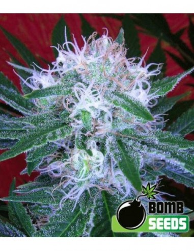 10 UND FEM - AUTO BOMB 