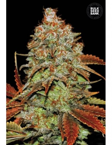 5 UND FEM - AUTO BUBBLEGUM EXTRA 