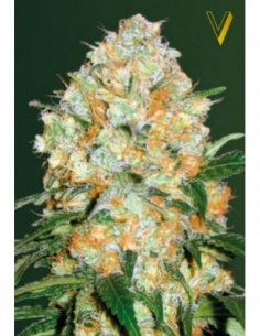 5 UND FEM - AUTO BUBBLEGUM + PRO 