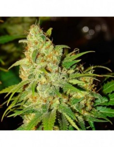 3 UND FEM - AUTO BUBBLELICIOUS * NIRVANA 3 UND FEMINIZADAS