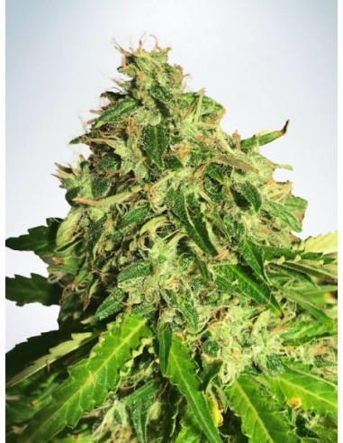 5 UND FEM - AUTO CANNABIS LIGHT 
