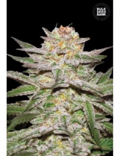 5 UND FEM - AUTO CARAMEL KING 