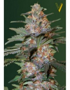 5 UND FEM - AUTO CARAMELINO 