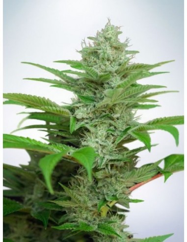 25 UND FEM - AUTO CBD STAR 