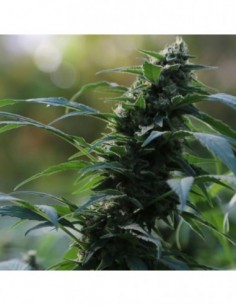 25 UND FEM - AUTO CBG NECTAR 