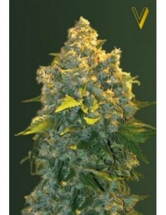 10 UND FEM - AUTO CHRONIC MONSTER XXL