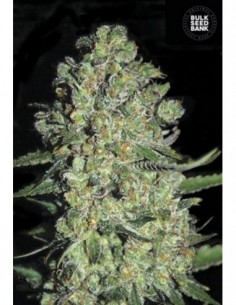 10 UND FEM - AUTO CHRONICAL 