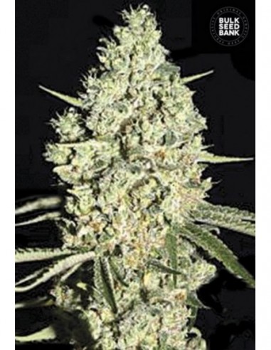 100 UND FEM - AUTO CRITICAL 