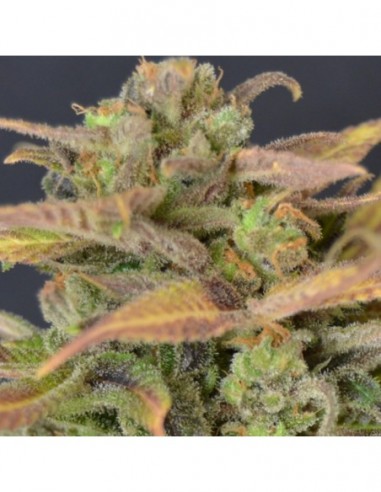 3 UND FEM - AUTO CRITICAL 