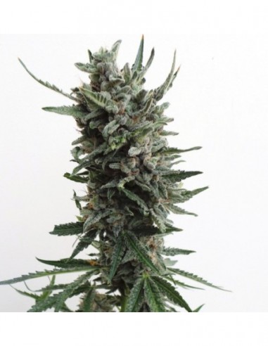 5 UND FEM - AUTO CRITICAL HOG 