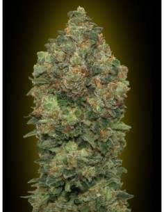 10 UND FEM - AUTO CRITICAL SOMA 