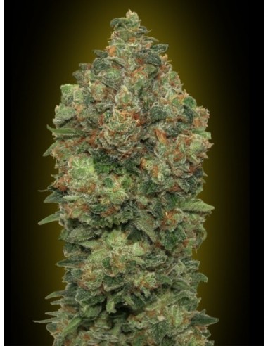 10 UND FEM - AUTO CRITICAL SOMA 