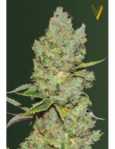 3 UND FEM - AUTO CRITICAL 