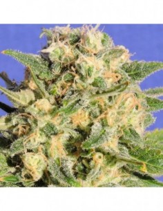 5 UND FEM - AUTO AK XXL