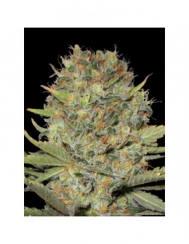 1 UND FEM - AUTO DOBLE GUM - PROFESSIONAL SEEDS 1 UND FEMINIZADA