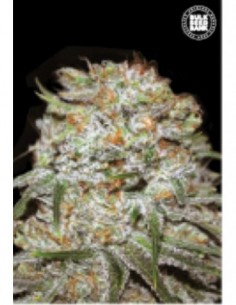 10 UND FEM - AUTO EAST RYDER 