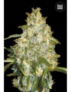 10 UND FEM - AUTO GOOD WILD SHARK 