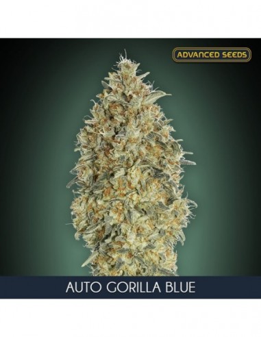 10 UND FEM - AUTO GORILLA BLUE 