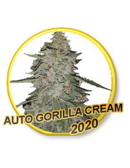 5 UND FEM - AUTO GORILLA CREAM (USA STRAINS) 