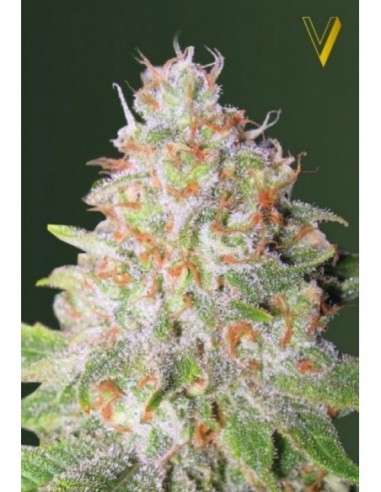 5 UND FEM - AUTO GREEN WILD SHARK 