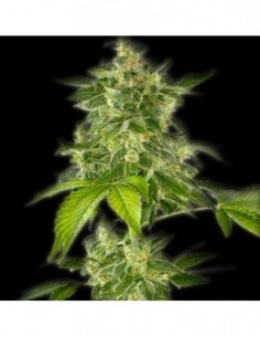 5 UND FEM - AUTO HAZE (AUTOFLORECIENTE) * THE BULLDOG SEEDS 5 UND FEM
