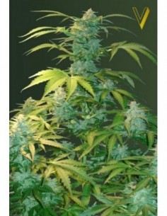 5 UND FEM - AUTO HEAVEN 