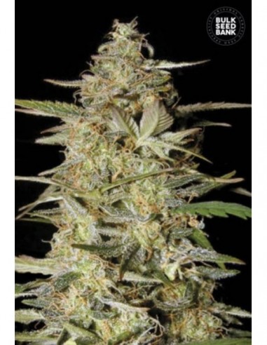 5 UND FEM - AUTO HINDU KUSH 