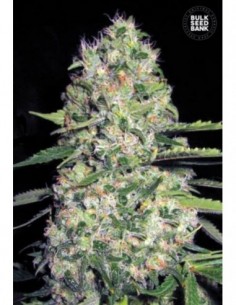 10 UND FEM - AUTO JACK HAIR 