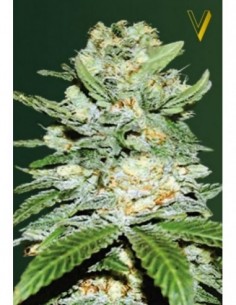 10 UND FEM - AUTO JACK HAMMER 