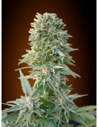 1 UND FEM - AUTO JACK HERER 