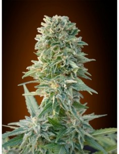 10 UND FEM - AUTO JACK HERER * ADVANCED SEEDS 10 UND FEM