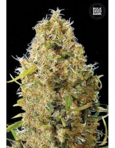 10 UND FEM - AUTO KALI'S MISTERY 