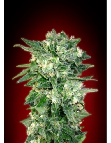 10 UND FEM - AUTO KAYA 47 