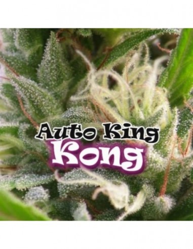 8 UND FEM - AUTO KING KONG 