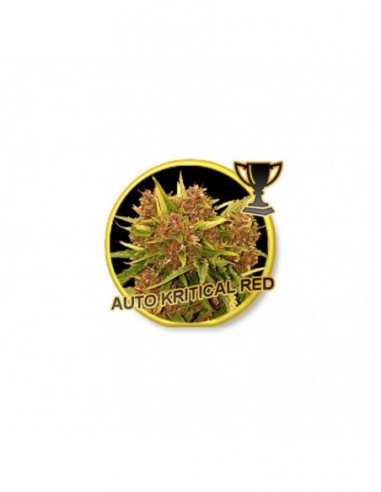 1 UND FEM - AUTO KRITICAL RED 