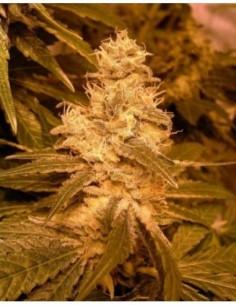 10 UND FEM - AUTO KUSH * FEMALE SEEDS 10 UND FEMINIZADAS