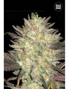 10 UND FEM - AUTO LAVENDER BEST 