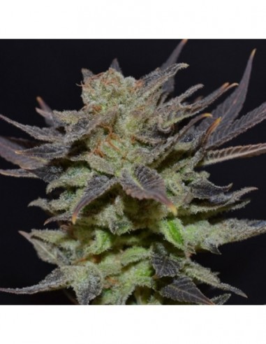 10 UND FEM - AUTO LAVENDER 