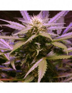 3 UND FEM - AUTO LEMON OG HAZE * NIRVANA 3 UND FEMINIZADAS