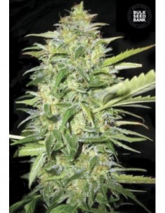 10 UND FEM - AUTO LIME SKUNK 