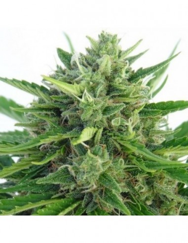 1 UND FEM - AUTO MALAWI X NL * ACE SEEDS 1 UND FEMINIZADA