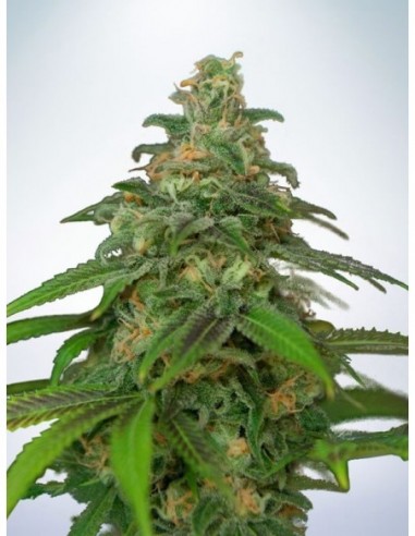 5 UND FEM - AUTO MANDARIN HAZE 