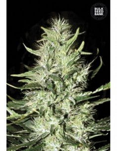 100 UND FEM - AUTO MAZAR EXTRA 