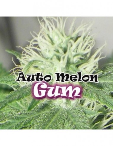 25 UND FEM - AUTO MELON GUM 