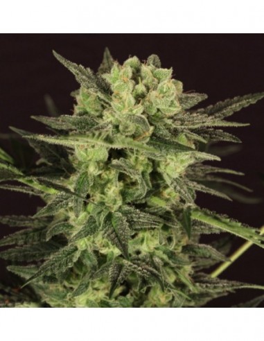 10 UND FEM - AUTO MK-ULTRA KUSH 