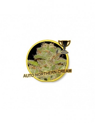 100 UND FEM - AUTO NORTHERN CREAM 