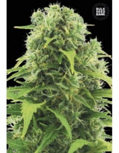 10 UND FEM - AUTO NORTHERN LIGHT 