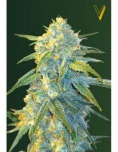 5 UND FEM - AUTO NORTHERN LIGHT 